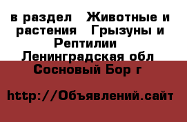  в раздел : Животные и растения » Грызуны и Рептилии . Ленинградская обл.,Сосновый Бор г.